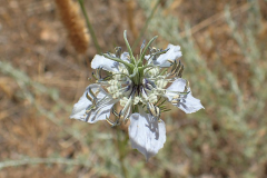 Flower-of-Wild-fennel