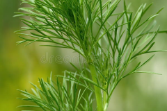 Leaves-of-Wild-fennel