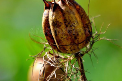 Mature-fruit-of-Wild-fennel