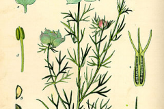 Plant-illustration-of-Wild-fennel