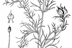Sketch-of-Wild-fennel