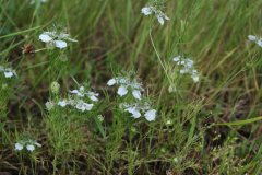 Wild-fennel-plant