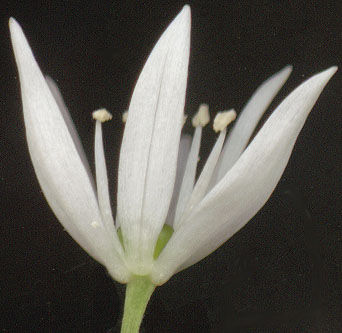 Closer-view-of-flower