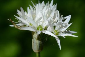 Flower-of-Wild-Garlic