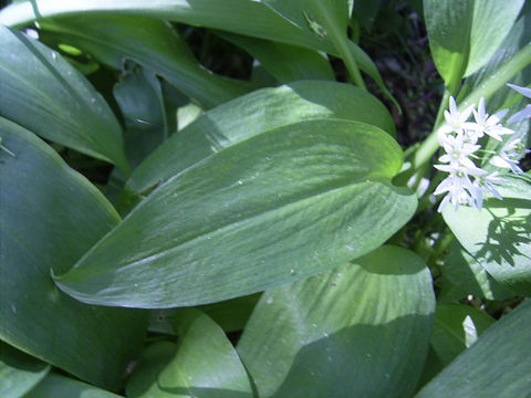 Leaves-of-Wild-Garlic-plant