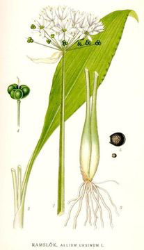 Plant-Illustration-of-Wild-Garlic