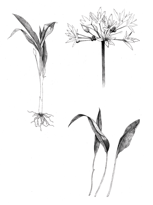 Wild-Garlic-Sketch