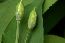 Buds-of--Wild-Garlic