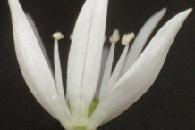 Closer-view-of-flower
