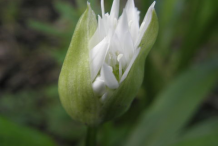 Flowering-Bud-of-Wild-Garlic