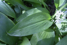 Leaves-of-Wild-Garlic-plant