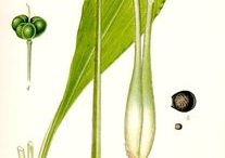 Plant-Illustration-of-Wild-Garlic