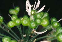 Ripening-fruit-of-Wild-Garlic