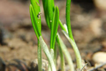 Seedlings-of-Wild-Garlic