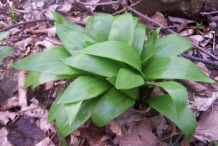 Small-Wild-Garlic-plant