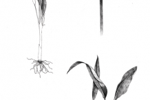 Wild-Garlic-Sketch