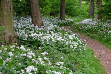 Wild-Garlic-plant-Growing-Wild