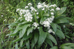 Wild-Garlic-plant