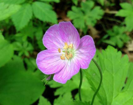Flower-of-Wild-Geranium