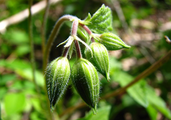 Flowering-buds-of-Wild-Geranium