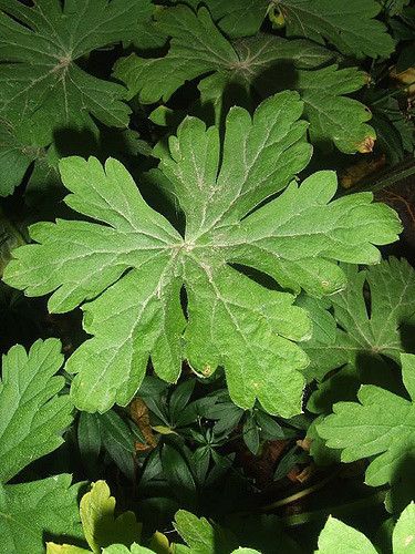 Leaves-of-Wild-Geranium