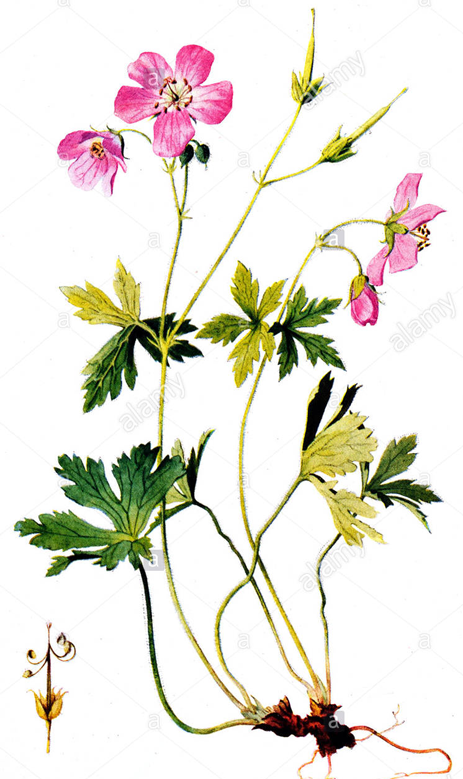 Plant-Illustration-of-Wild-Geranium