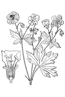 Sketch-of-Wild-Geranium