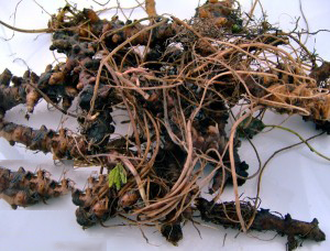Wild-Geranium-Root-Collected
