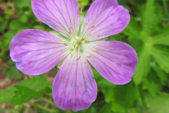 Closer-view-of-flower.-of-Wild-Geranium-png