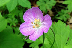 Flower-of-Wild-Geranium