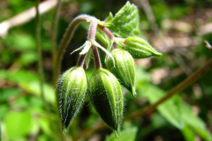 Flowering-buds-of-Wild-Geranium