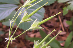 Immature-fruit-of-Wild-Geranium