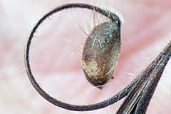 Individual-seed-with-fine-surface-hair-of-Wild-Geranium