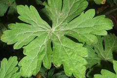 Leaves-of-Wild-Geranium