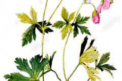 Plant-Illustration-of-Wild-Geranium