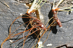 Root-system-with-long-thin-rhizomes