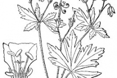 Sketch-of-Wild-Geranium