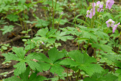 Wild-Geranium-Plant-growing-wild