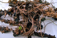 Wild-Geranium-Root-Collected
