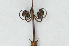 Wild-Geranium-Seedhead-at-full-maturity