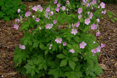 Wild-Geranium-plant