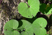 Leaves-of-Wild-Ginger