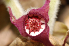 Closer-view-of-Wild-ginger-flower