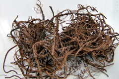 Dried-roots-of-Wild-Ginger