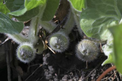 Flower-buds-of-Wild-ginger