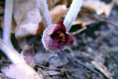Flower-of-Wild-Ginger