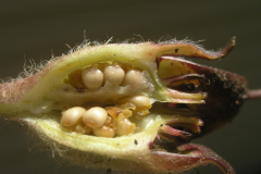 Fruit-of-wild-ginger