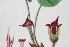 Plant-Illustration-of-Wild-Ginger