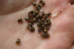 Seeds-of-Wild-ginger