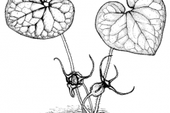 Sketch-of-Wild-Ginger